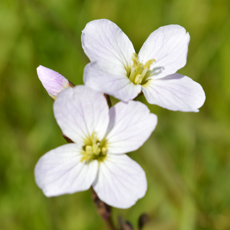 Wildflower Cuckoo Flower